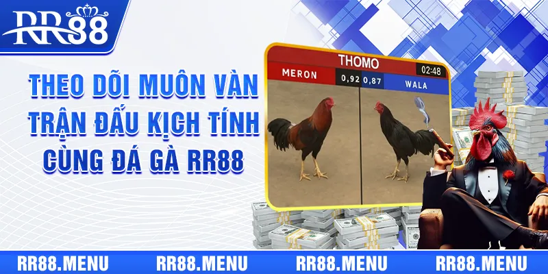Theo dõi muôn vàn trận đấu kịch tính cùng đá gà RR88